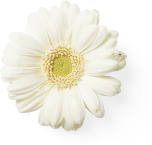 White Gerbera Daisy